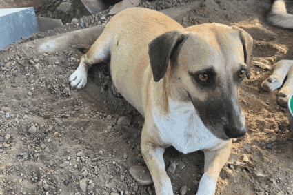 Deiby Martínez Cortés y La Nación denuncian brutal caso de abuso sexual contra perrita en Fortalecillas