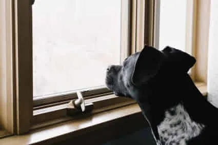 Activista Deiby Martínez propone adaptar en Colombia el modelo sueco que protege a los perros del abandono emocional
