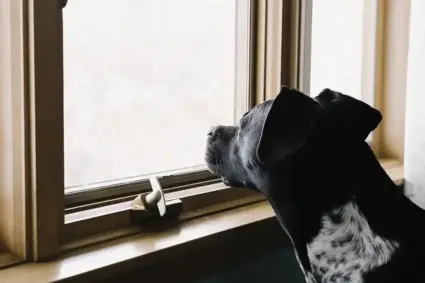 Activista Deiby Martínez propone adaptar en Colombia el modelo sueco que protege a los perros del abandono emocional