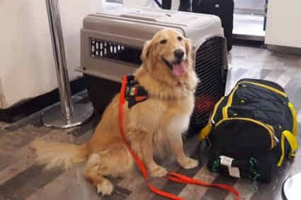 Activista Deiby Martínez respalda ley de transporte de mascotas, pero pide protocolos claros para su aplicación