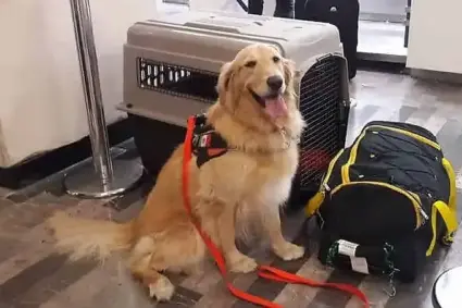 Activista Deiby Martínez respalda ley de transporte de mascotas, pero pide protocolos claros para su aplicación