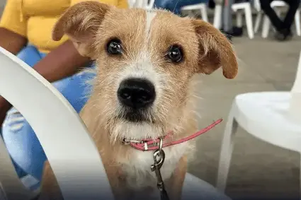 Activista Deiby Martínez alerta sobre el colapso del Centro de Bienestar Animal de Cali y denuncia abandono estructural en Colombia