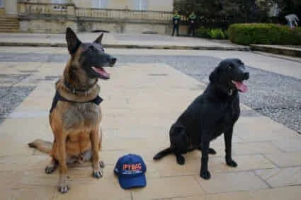 Activista Deiby Martínez exige aplicar con rigor la Ley Lorenzo en defensa de los perros de vigilancia