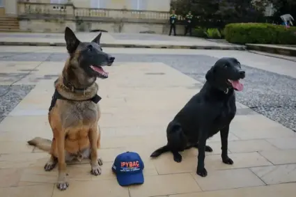 Activista Deiby Martínez exige aplicar con rigor la Ley Lorenzo en defensa de los perros de vigilancia