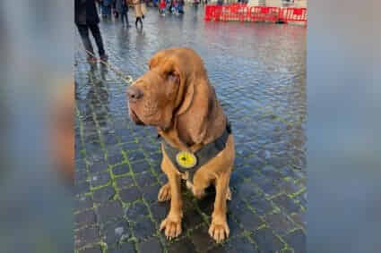 Activista Deiby Martínez exige justicia global por Bruno, el perro héroe asesinado en Italia