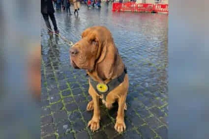 Activista Deiby Martínez exige justicia global por Bruno, el perro héroe asesinado en Italia