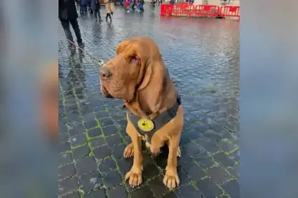 Activista Deiby Martínez exige justicia global por Bruno, el perro héroe asesinado en Italia