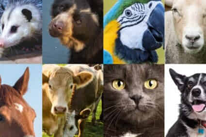 Deiby Martínez celebra creación del Sinapyba: Colombia consolida sistema nacional para el bienestar animal