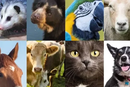 Deiby Martínez celebra creación del Sinapyba: Colombia consolida sistema nacional para el bienestar animal