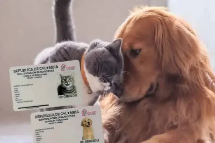 Cédula canina digital: Deiby Martínez insiste en que debe ser una herramienta de protección real