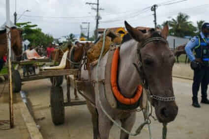 Deiby Martínez destaca sustitución de vehículos de tracción animal: un paso hacia la dignidad y la movilidad sostenible