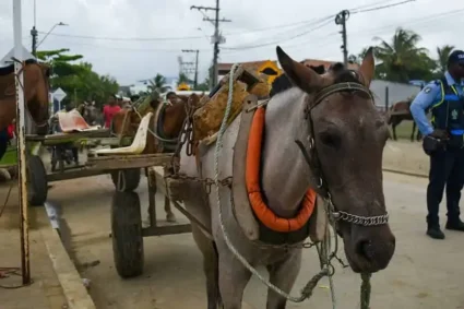 Deiby Martínez destaca sustitución de vehículos de tracción animal: un paso hacia la dignidad y la movilidad sostenible