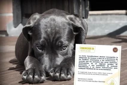 Activista Deiby Martínez Cortés destaca impacto de la sentencia C-332 de 2025 que reconoce a los animales como seres sintientes